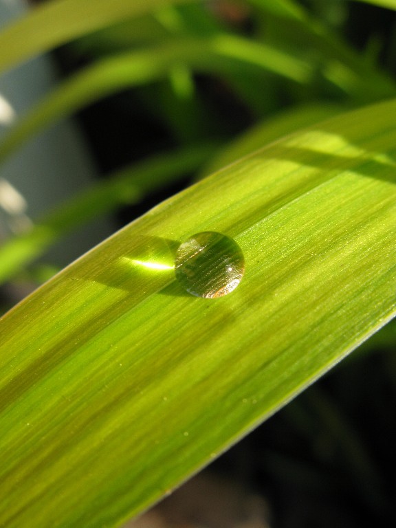 The World On a Blade of Grass